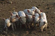 Domestic Pig (Sus scrofa domesticus) eight piglets standing close together to stay warm and for protection, northern Germany