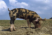 Domestic Pig (Sus scrofa domesticus) black-spotted piglet digging in the ground with its nose, northern Germany