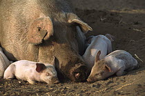 Domestic Pig (Sus scrofa domesticus) mother and piglets sleeping, northern Germany