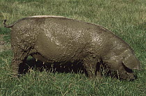Domestic Pig (Sus scrofa domesticus) grazing after wallowing in mud, northern Germany