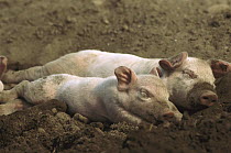 Domestic Pig (Sus scrofa domesticus) piglets sleeping, northern Germany