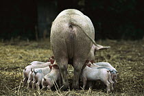 Domestic Pig (Sus scrofa domesticus) piglets nursing from mother, northern Germany