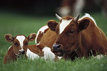 Domestic Cattle (Bos taurus) mother and calf resting in grass, Germany