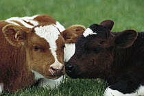 Domestic Cattle (Bos taurus) calves nuzzling, northern Germany
