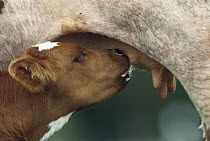 Domestic Cattle (Bos taurus) calf nursing, Germany