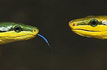 Colubrid Snake (Elaphe sp) two making initial contact, using tongue (Nasovomeral sense) to identify friend, enemy, or prey
