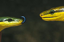 Colubrid Snake (Elaphe sp) two making initial contact, using tongue (Nasovomeral sense) to identify friend, enemy, or prey
