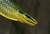 Colubrid Snake (Elaphe sp) inflates its throat when threatened