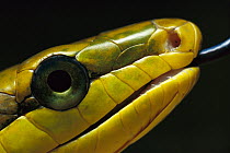 Colubrid Snake (Elaphe sp) close-up portrait showing use of tongue (Nasovomeral sense) to identify friend, enemy, or prey