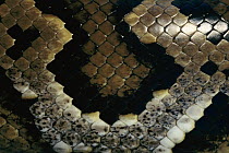 Asian Rock Python (Python molurus) close-up detail of skin showing scales and pattern, native to Asia