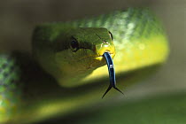 Colubrid Snake (Elaphe sp) close-up portrait showing use of tongue (Nasovomeral sense) for orientation