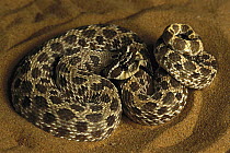 Hog-nosed Snake (Heterodon sp) portrait, coiled in sand, native to North America