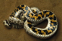Hog-nosed Snake (Heterodon sp) defensive behavior, rolling on back to display warning colors on underside, native to North America