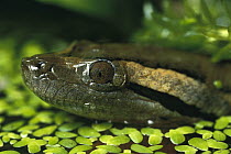 Green Anaconda (Eunectes murinus) young snake in water with duckweed, species is largest snake on earth and can reach 11 meters in length, native to tropical South America