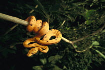 Common Tree Boa (Corallus hortulanus) coiled around a branch, native to the tropical rainforests, South America