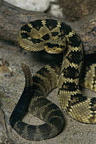 Black-tailed Rattlesnake (Crotalus molossus) coiled in defensive posture, native to the southwestern United States