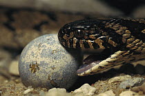 Egg-eating Snake (Dasypeltis sp) opens it's mouth to swallow a bird egg, specially adapted to eat bird eggs, native to Africa