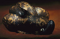 Calabar Ground Boa (Charina reinhardtii) as a defensive behavior, coils body into a ball, head and tail look alike, native to West Africa