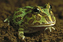 Cranwell's Horned Frog (Ceratophrys cranwelli) has a large mouth and voracious appetite, native to South America
