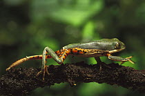 Orange-legged Leaf Frog (Phyllomedusa hypochondrialis) walking along branch, native to Surinam