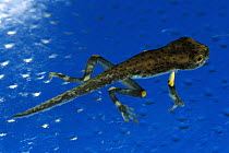 Cayenne Slender-legged Tree Frog (Osteocephalus leprieurii) tadpole with developed tail and legs, native to South America