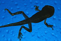 Cayenne Slender-legged Tree Frog (Osteocephalus leprieurii) silhouette of tadpole with developed tail and legs, native to South America