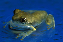 Cayenne Slender-legged Tree Frog (Osteocephalus leprieurii) completely developed young frog sitting in shallow water, native to South America