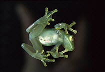 Glass Frog (Cochranella antisthenesi) transparent skin shows body filled with eggs, very rare and fragile frog, native to Central and South America