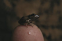 Caribbean Tree Frog (Eleutherodactylus coqui) young frog on a person's finger tip, native to Puerto Rico