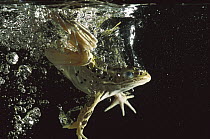 Northern Leopard Frog (Rana pipiens) jumping into water, native to North America
