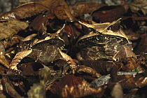 Asian Horned Frog (Megophrys nasuta) camouflaged against leaf litter on ground, native to tropical rainforests of Asia
