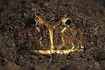 Cranwell's Horned Frog (Ceratophrys cranwelli) buried in soil, native to South America