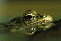 Northern Leopard Frog (Rana pipiens) partly submerged, face reflected in water's surface, native to North America