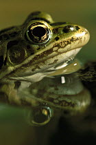Northern Leopard Frog (Rana pipiens) partly submerged, face reflected in water's surface, native to North America