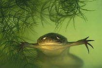 African Clawed Frog (Xenopus laevis), native to Africa