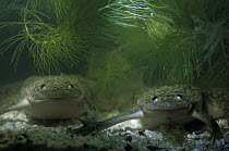 African Clawed Frog (Xenopus laevis) pair underwater, resting on bottom, aquatic, rarely seen out of water, native to Africa