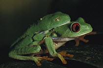 Red-eyed Tree Frog (Agalychnis callidryas) male with nictitating membrane over eyes, clings onto female in amplexus, stimulating her to lay eggs, native to the tropical rainforests of Central America