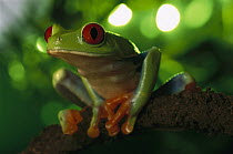Red-eyed Tree Frog (Agalychnis callidryas) portrait sitting on a twig, native to tropical rainforests of Central America