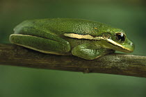 Green Tree Frog (Hyla cinerea) resting vertically on plant stem, native to the southern US from Maryland to Texas, North America