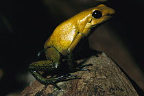 Golden Poison Dart Frog (Phyllobates terribilis) the most venomous frog, can be deadly to humans, discovered 1978 in Colombia