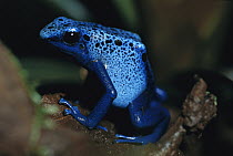 Blue Poison Dart Frog (Dendrobates azureus) very tiny venomous frog, Indian tribes use poison for arrows, native to South America