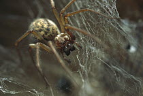 House Spider (Tegenaria atrica) in its web, native to Europe