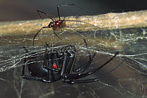 Western Black Widow (Latrodectus hesperus) large female and small male shortly before mating, native to the United States