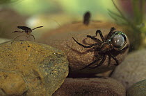 Water Spider (Argyroneta aquatica) walking over stones in the water, hairs on abdomen have trapped air which gives the animal a silvery appearance, note water boatman on left, native to Europe