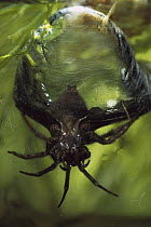 Water Spider (Argyroneta aquatica) emerging from its underwater air bell which is fastened to aquatic plants, native to Europe