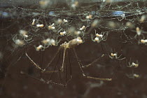 Daddy-Long-Legs Spider (Pholcus phalangioides) female spider with spiderlings in web, native to western Europe