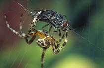 Garden Spider (Araneus sp) spinning a Fly it has caught in its web, native to Europe