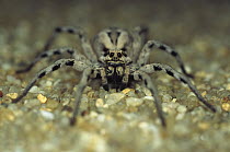 Wolf Spider (Lycosa tarantula) portrait on sand, native to Europe