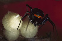 Western Black Widow (Latrodectus hesperus) female with her cocoons full of eggs, captive animal, native to the United States
