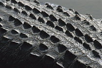 American Alligator (Alligator mississippiensis) detail of skin on back which provides protection and aids in thermoregulation, dark skin absorbs heat and the bony plates called scutes work like sun co...